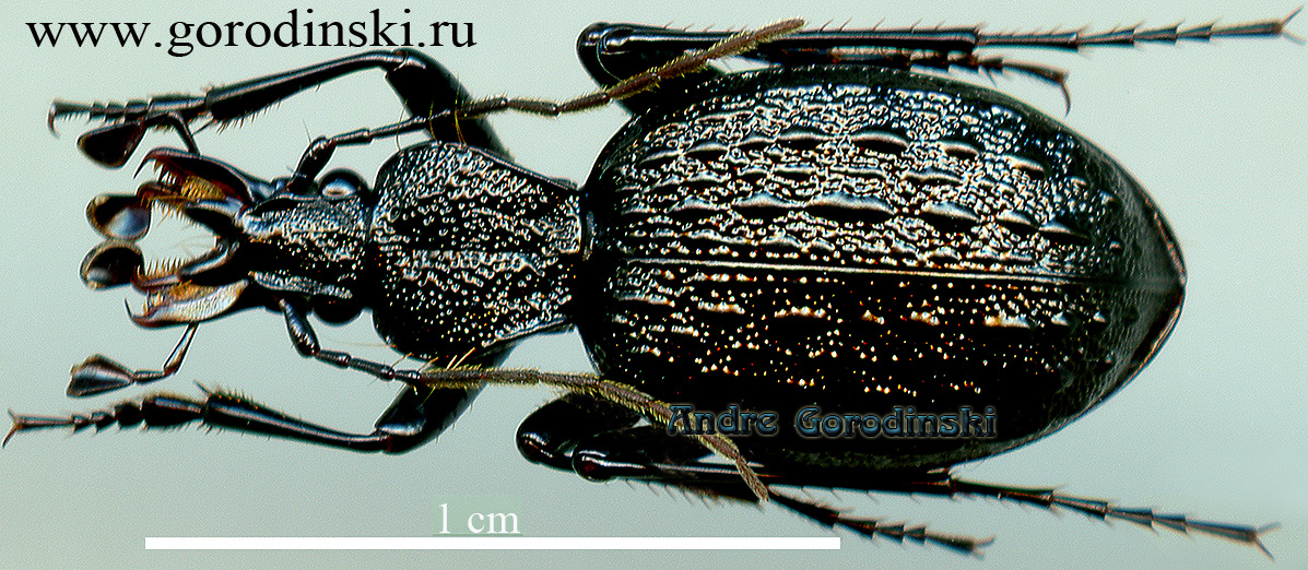 http://www.gorodinski.ru/carabidae/Cychrus kaznakovi lazikouensis.jpg